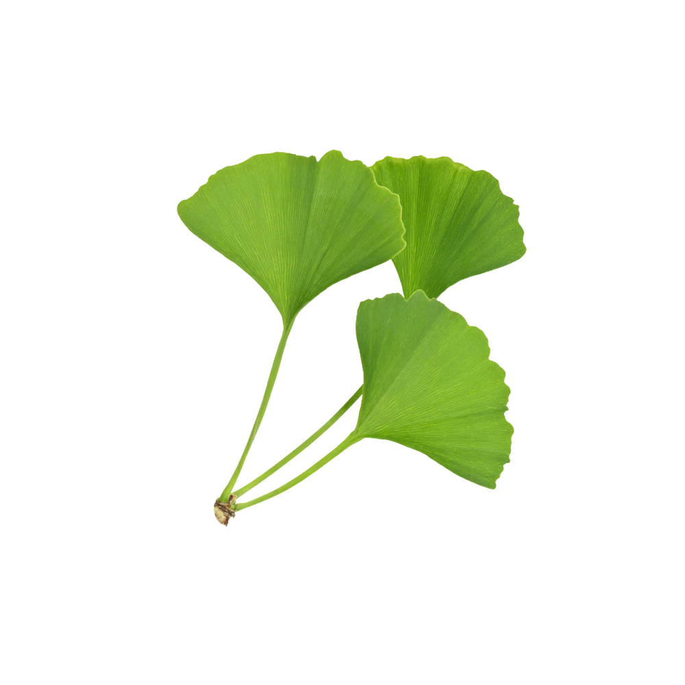 Ginkgo_Biloba_Extract-1