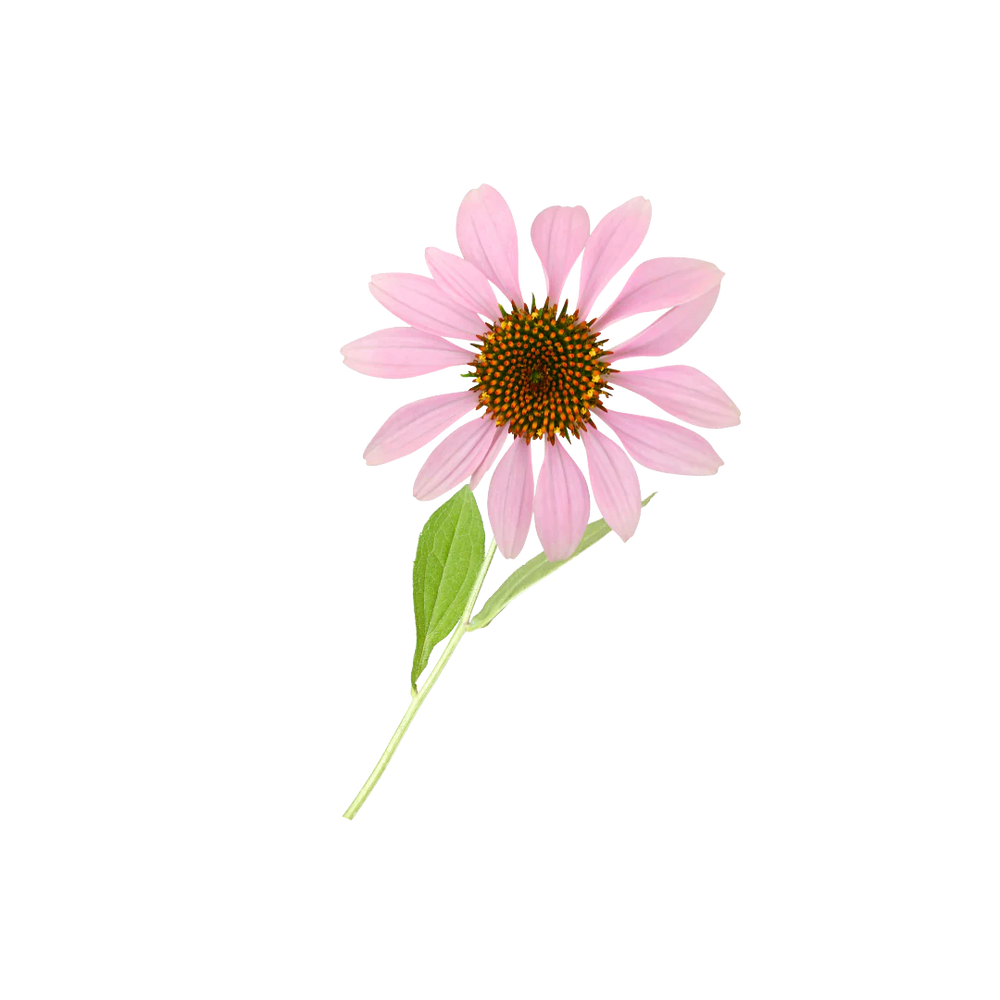 Echinacea_Purpurea_Extract