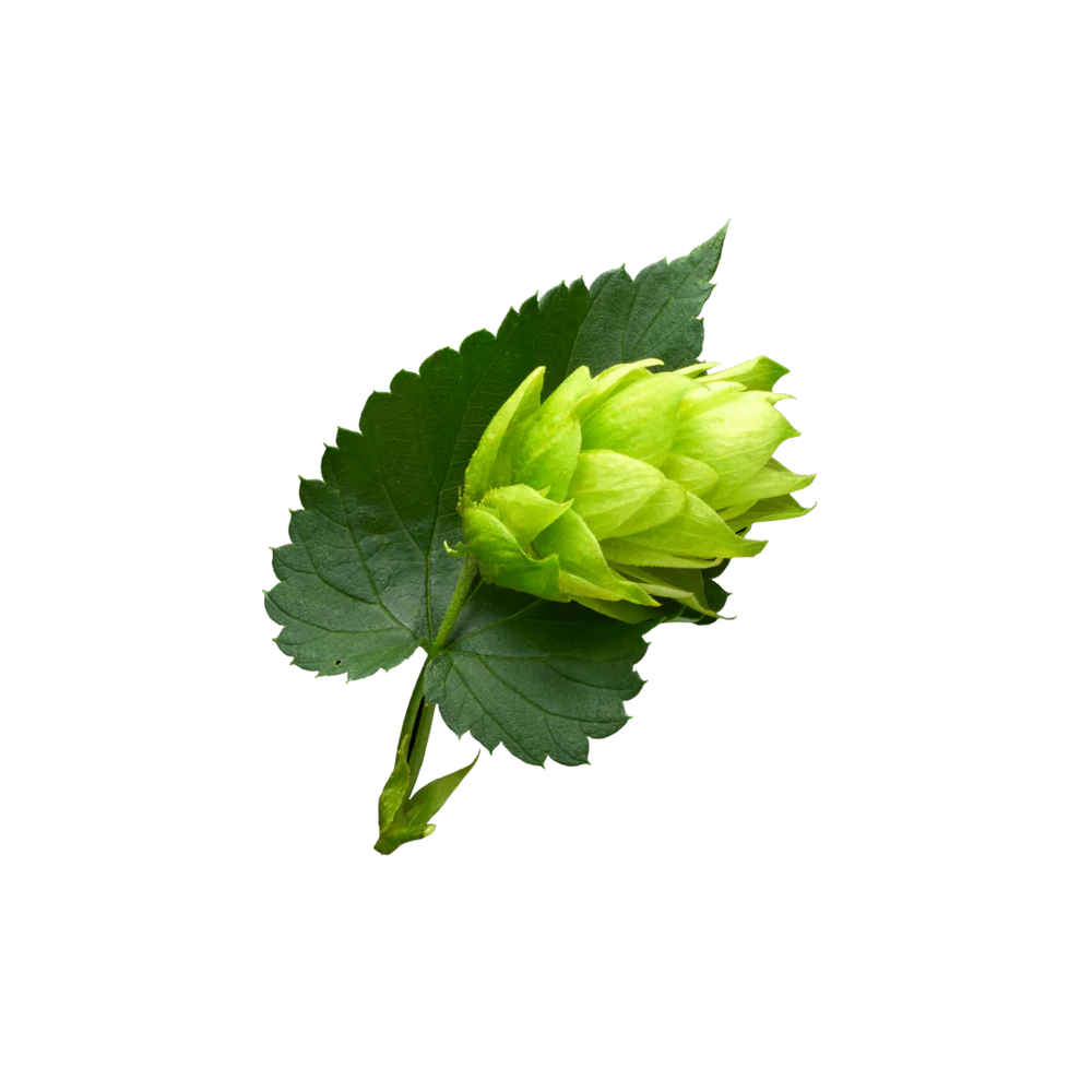 Hops_b82dbd13-3d52-42f6-9252-59b619b1aa9b